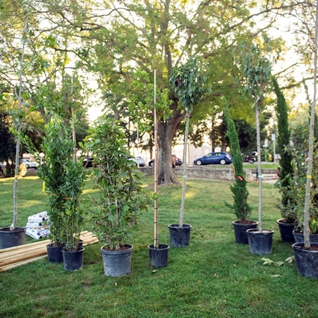 Novi projekti ozelenjavanja Splita: Planira se sadnja 850 stabala i 13.000 grmova